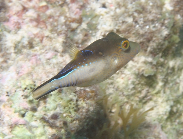 Pufferfish - Sharpnose Puffer