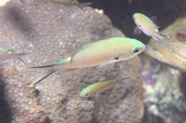 Damselfish - Brown Chromis