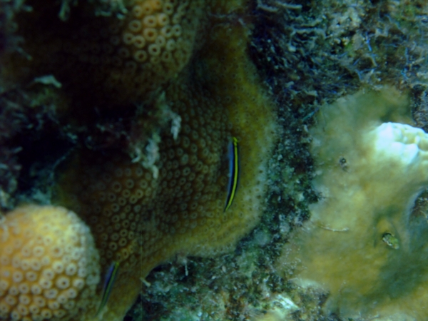 Gobies - Yellowprow Goby