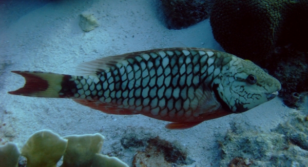 Parrotfish - Stoplight Parrotfish