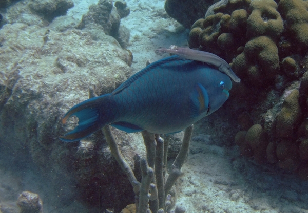 Parrotfish - Queen Parrotfish