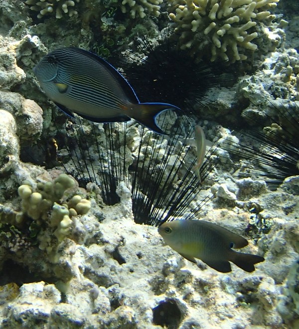 Surgeonfish - Sohal Surgeonfish