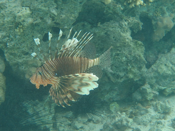 Lionfish - Lionfish