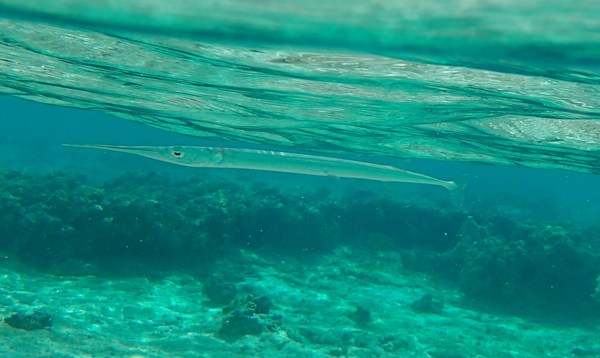 Needlefish - Red Sea Needlefish