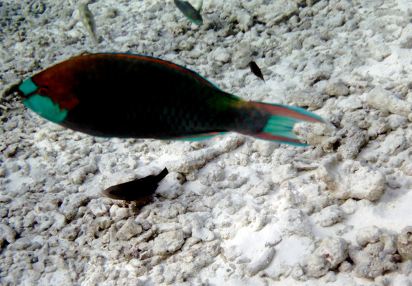 Parrotfish - Green-face Parrotfish