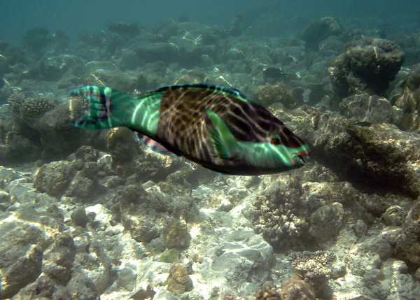 Parrotfish - Bridled Parrotfish
