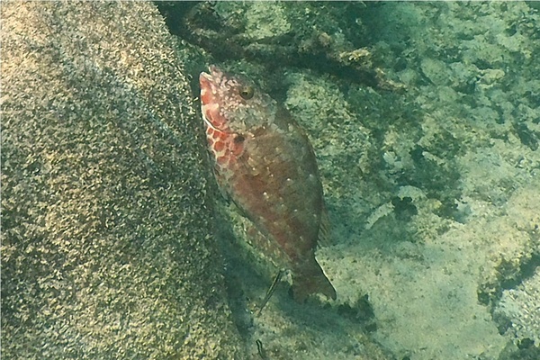 Parrotfish - Redtail Parrotfish