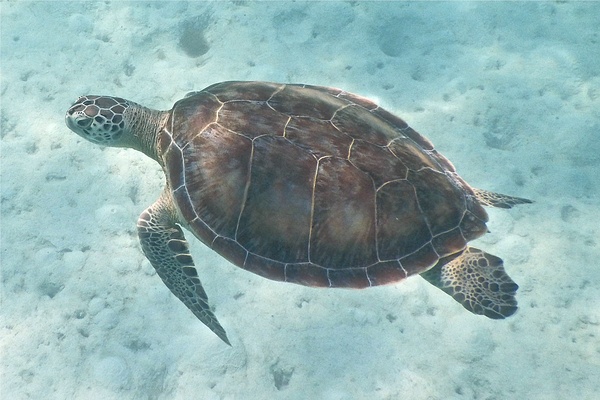 Turtle - Green Sea Turtle