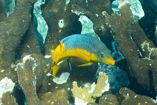 Hogfish - Spanish Hogfish