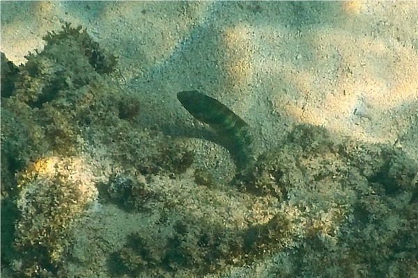 Razorfish - Green Razorfish