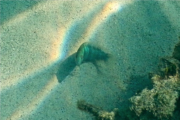 Razorfish - Green Razorfish