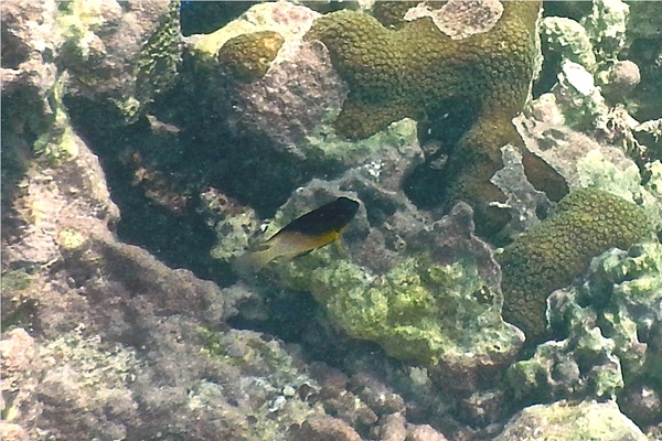 Damselfish - Bicolor Damselfish