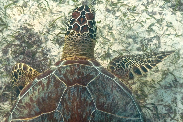 Turtle - Green Sea Turtle