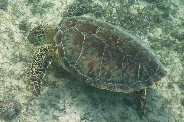 Turtle - Green Sea Turtle