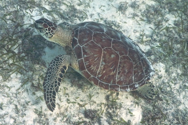 Turtle - Green Sea Turtle