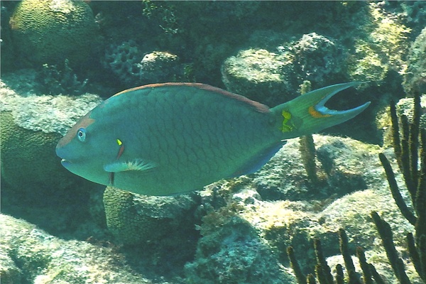 Parrotfish - Stoplight Parrotfish