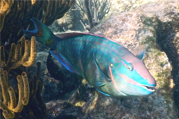 Parrotfish - Stoplight Parrotfish