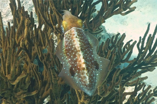 Squid - Caribbean Reef Squid