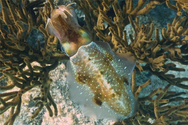 Squid - Caribbean Reef Squid