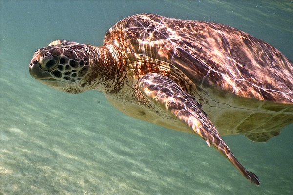 Turtle - Green Sea Turtle