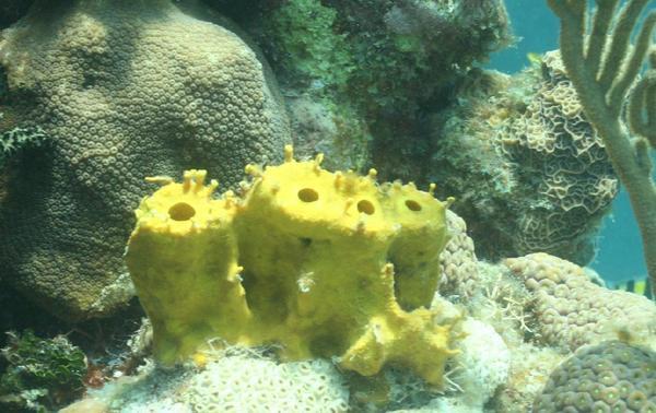 Sponges - Tube Sponge