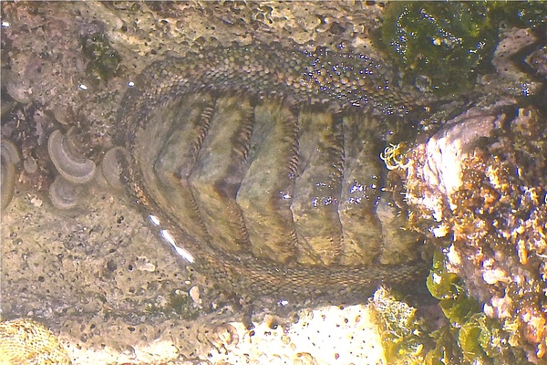 Chiton - West Indian Green Chiton