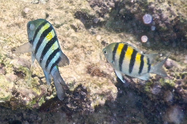 Damselfish - Sergeant Major