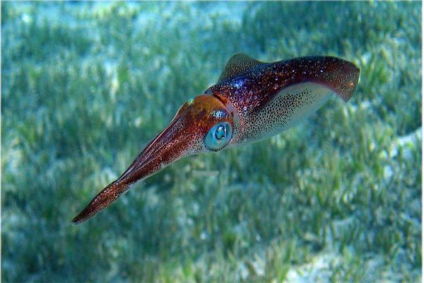 Squid - Common Squid