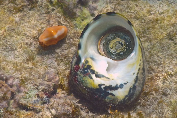 Sea Snails - Magpie Shell