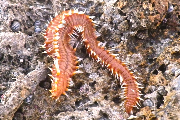 Bristleworm - Orange Fireworm