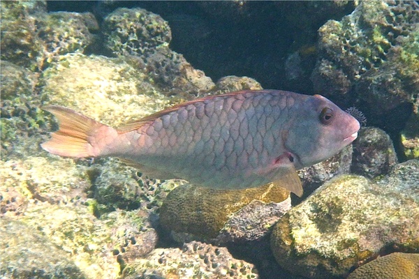 Parrotfish - Redtail Parrotfish