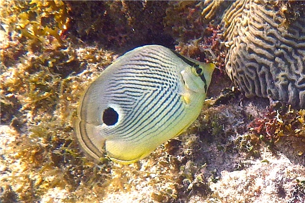 Butterflyfish - Foureye Butterflyfish