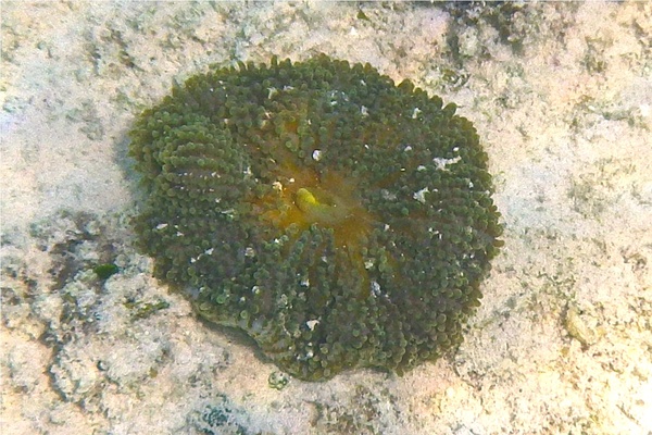 Coral - Florida Corallomorph