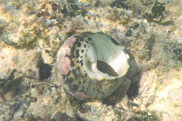 Sea Snails - Magpie Shell