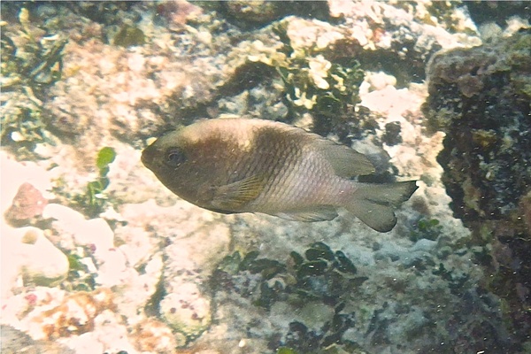 Damselfish - Bicolor Damselfish