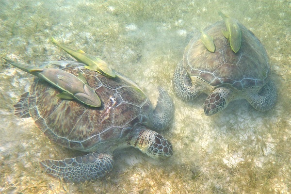 Turtle - Green Sea Turtle
