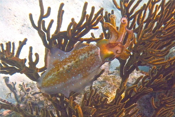 Squid - Caribbean Reef Squid