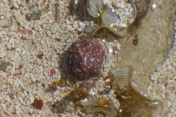 Sea Snails - Warty Cyclostreme