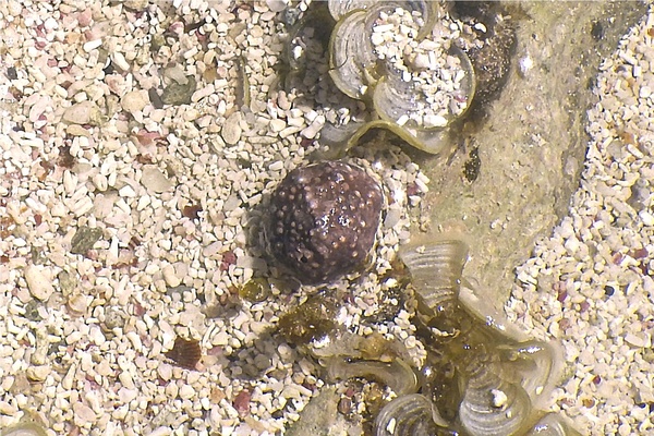 Sea Snails - Warty Cyclostreme