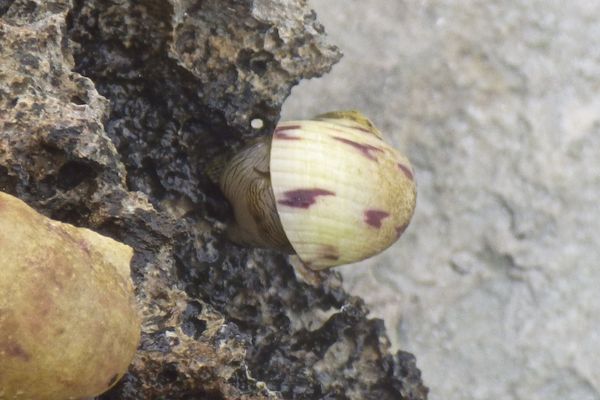 Sea Snails - Bleeding Tooth Nerite
