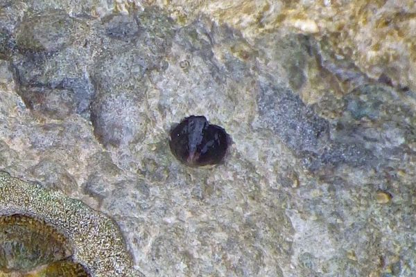Sea Snails - West Indian Star Snail