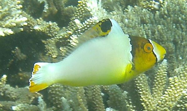 Parrotfish - Bicolour Parrotfish