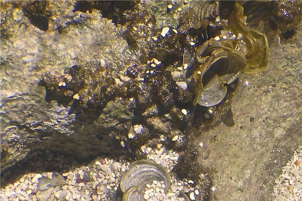 Limpets - Jamaica Limpet