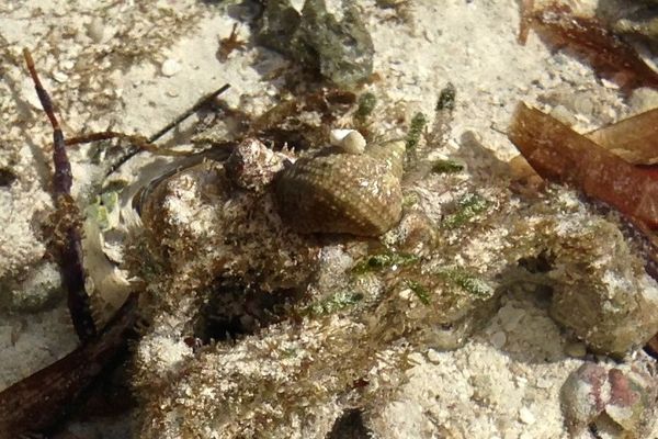 Sea Snails - Chestnut Turbo Snail