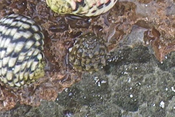 Sea Snails - False Prickly Winkle