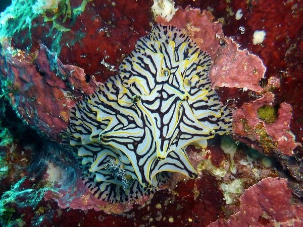 Nudibranch - Halgerda willeyi