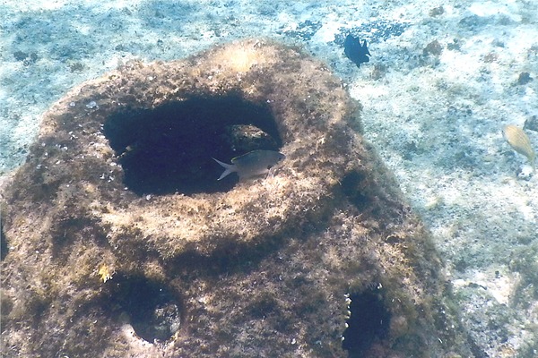 Damselfish - Brown Chromis