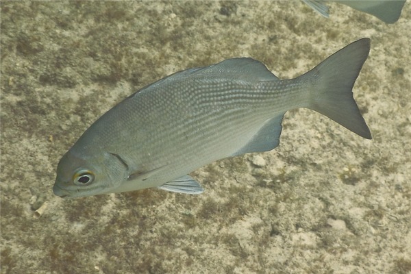 Rudderfishes - Highfin Rudderfish