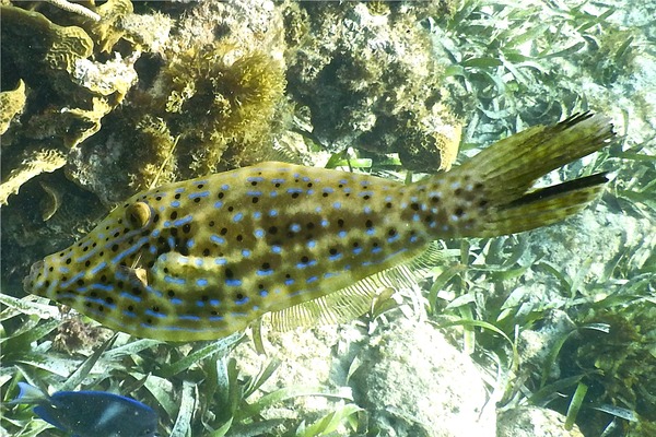 Filefish - Scrawled Filefish