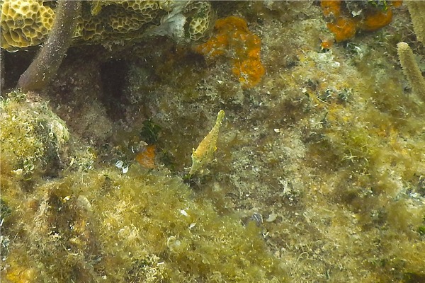 Filefish - Slender Filefish